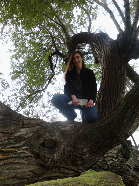 Backlit, in a tree