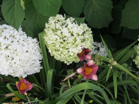 The lilies can shelter safely within the hydrangea at need