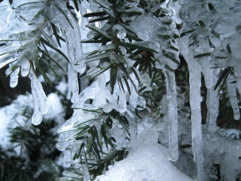 The candles of winter in the yew tree