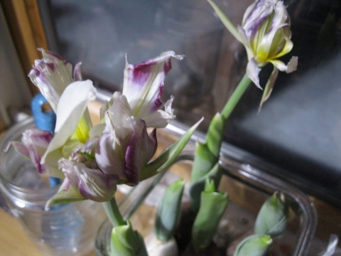 Tulips by winter