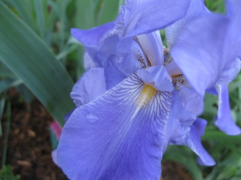 Blue after rain