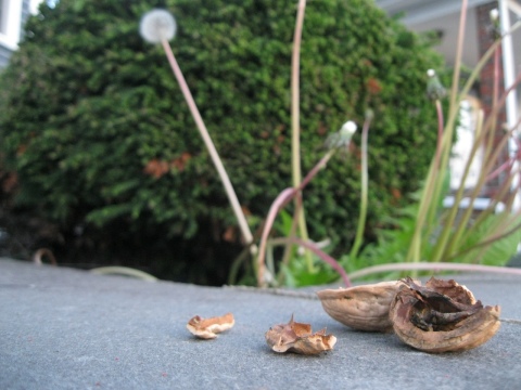 Shells and clocks