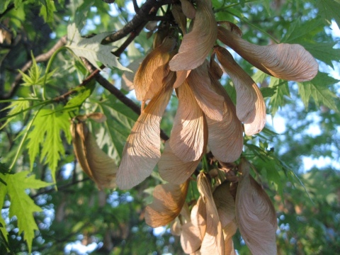 Last fall's samaras, this spring's leaves