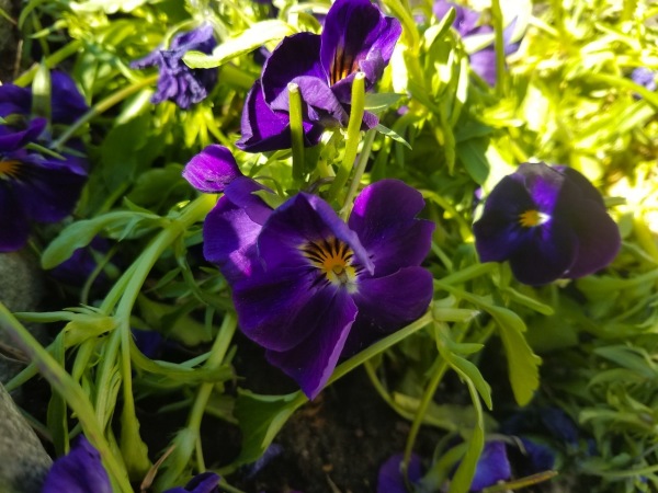 Pansies!