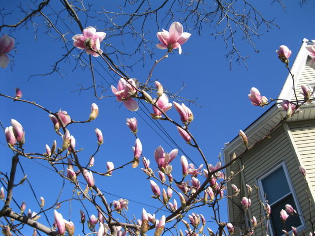Magnolia
