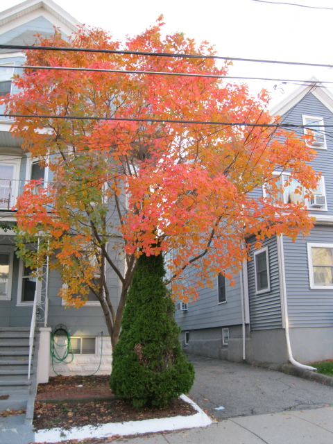 Deciduous and evergreen