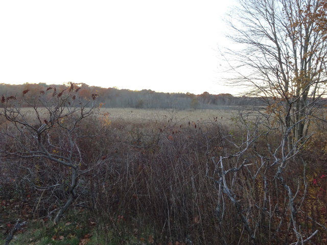 The Great Meadows