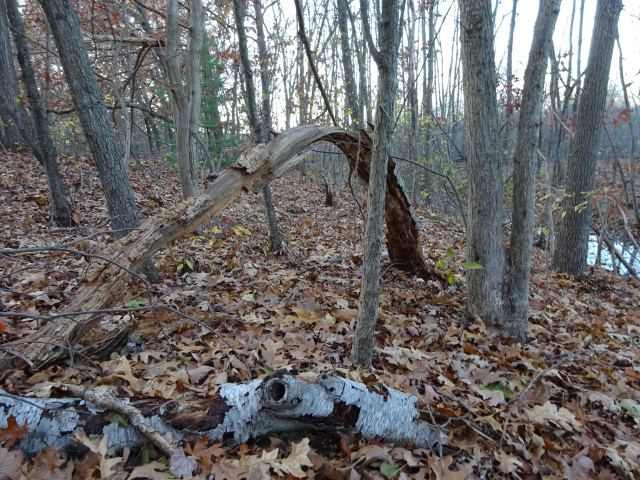 It may or may not be the same wood on the other side