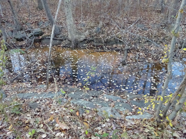 "Being still where leaf and its foretelling image met, he did not know if he rose or fell through time."