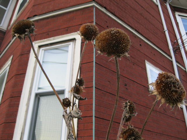 Seed-heads and windows