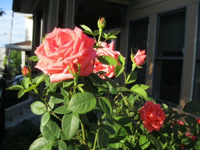 Somerville, City of Roses