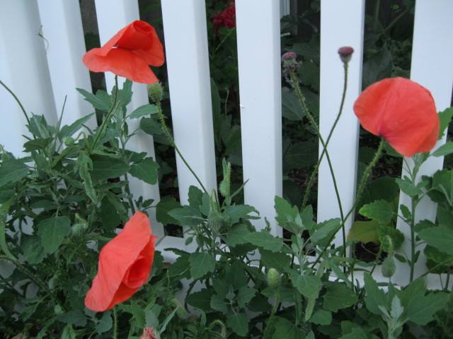 The poppies are returning to the underworld
