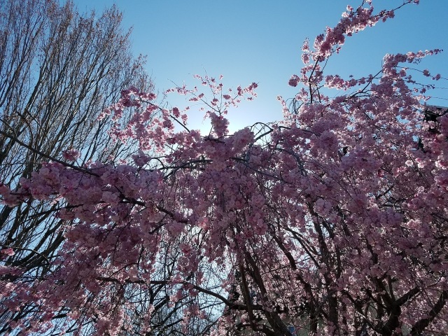 "O Cherry tree, wild Cherry tree!"